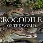 crocodiles of the world