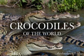 crocodiles of the world