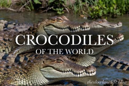 crocodiles of the world