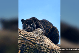 The Jaguar