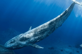 Largest Creature on the Planet